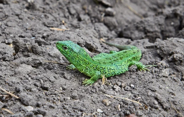 stock image Green Lizard in Nature