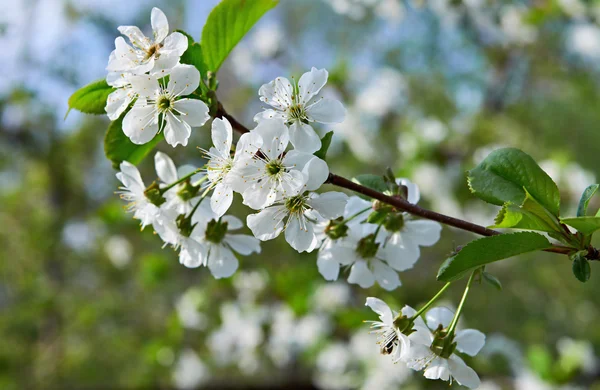 Flores da Primavera Cereja — Fotografia de Stock