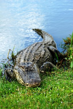 Basking American Alligator clipart