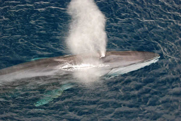 Fin wielorybów — Zdjęcie stockowe