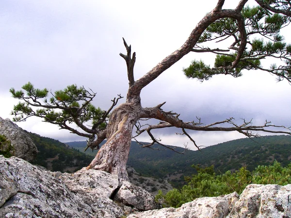 stock image Tree on the stone