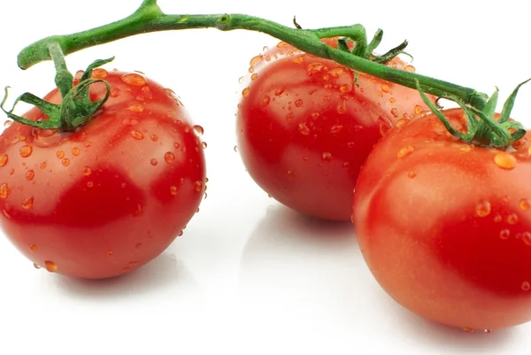 Tomaten op stam close-up — Stockfoto