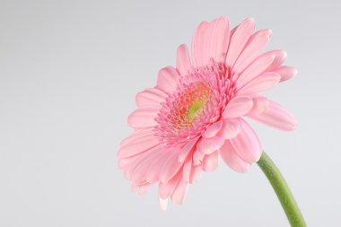 izole pembe gerbera