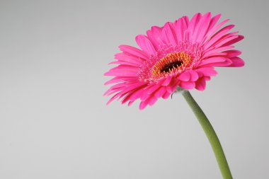 izole pembe gerbera