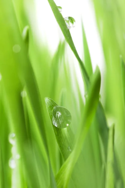 Трава с каплями воды Стоковое Изображение