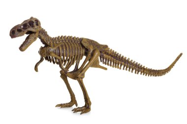 tyrannosaurus rex iskeletini üzerinde beyaz izole