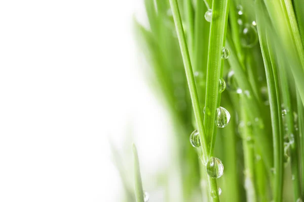 Green grass with water drops on a white background — Stock Photo, Image