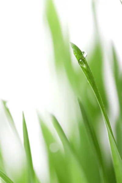 Grass with water drops Stock Image