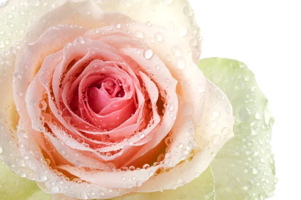 Roze roos close up Rechtenvrije Stockafbeeldingen