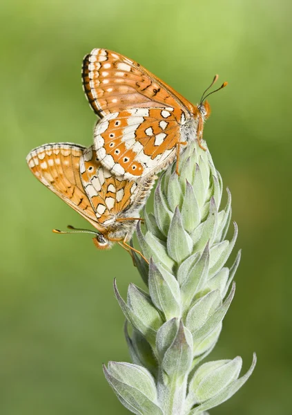 Euphydryas aurinia çift copulating kelebekler dal yeşil bir arka plan üzerinde olduğunu.