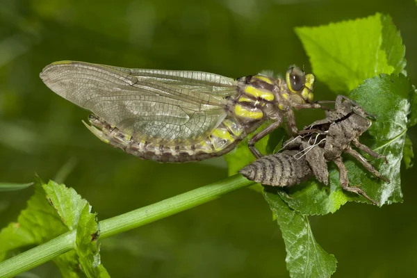 Euphydryas aurinia çift copulating kelebekler dal yeşil bir arka plan üzerinde olduğunu.