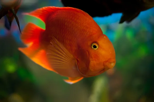 A large orange fish in the aquarium