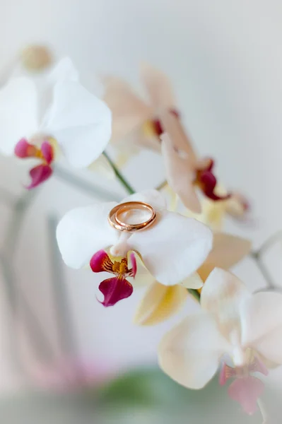 Snubní prsteny a orchidej — Stock fotografie