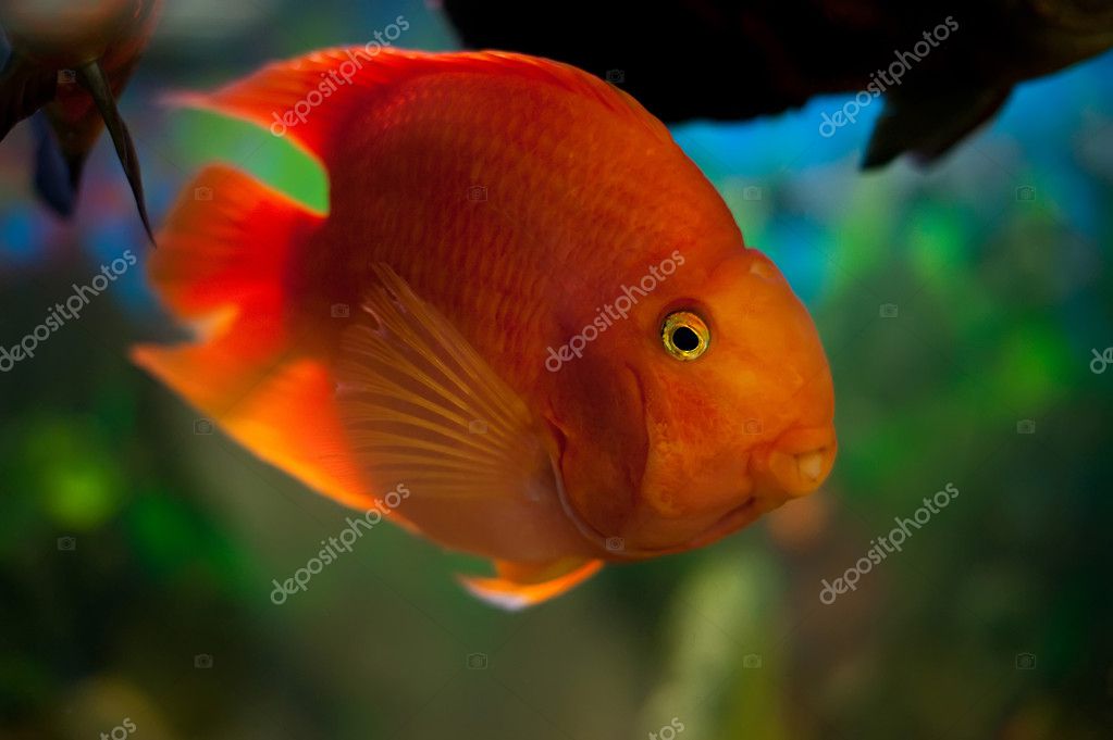 A large orange fish in the aquarium 