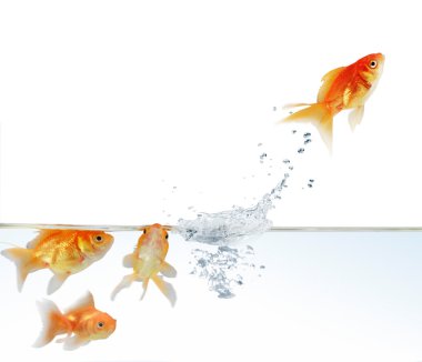 Goldfish leaping clipart