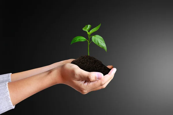 Planta verde em uma mão — Fotografia de Stock