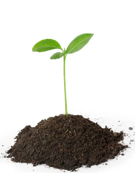 Plant growth on the ground — Stock Photo, Image
