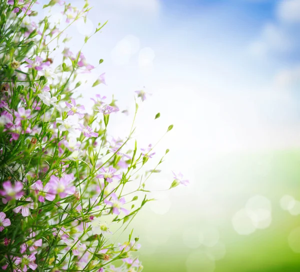 Bonito floral — Fotografia de Stock