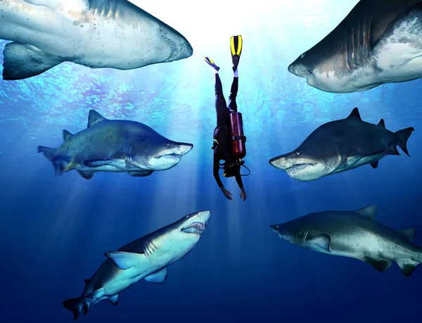 Риф Blacktip акули — стокове фото