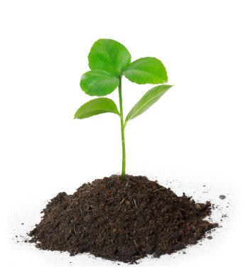 Plant on white background clipart