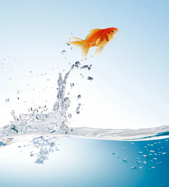 Goldfish leaping — Stock Photo, Image