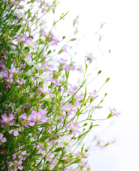 Hermosa Floral — Foto de Stock