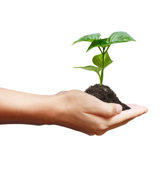 Green plant in a hand — Stock Photo, Image