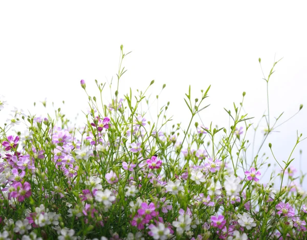 Красиві квіткові — стокове фото