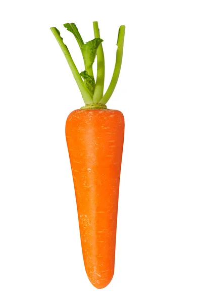 Beautiful carrot — Stock Photo, Image