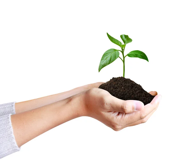 Grön växt i en hand — Stockfoto