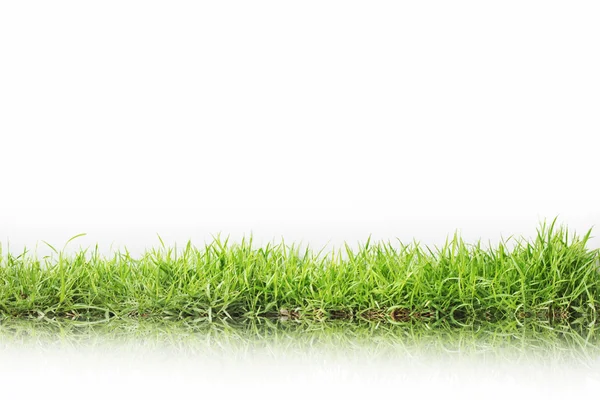 Green grass — Stock Photo, Image