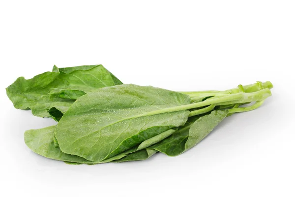Lettuce on a white background — Stock Photo, Image
