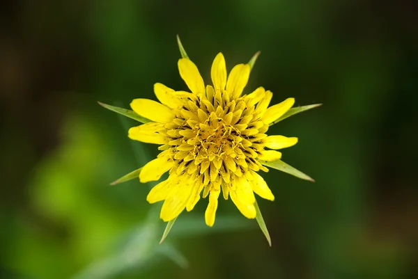 Flor bonita cheia — Fotografia de Stock