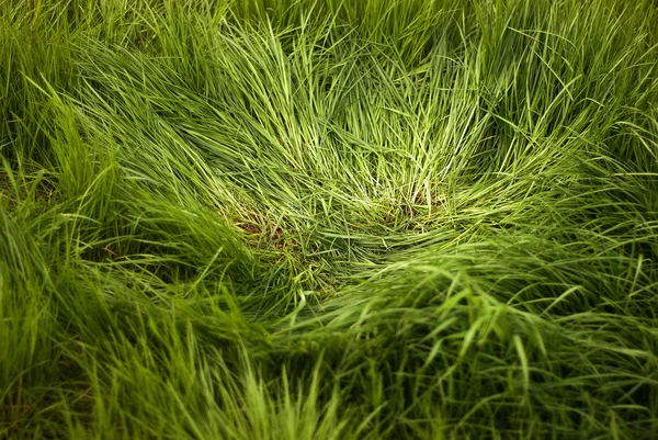 Groen gras Stockafbeelding