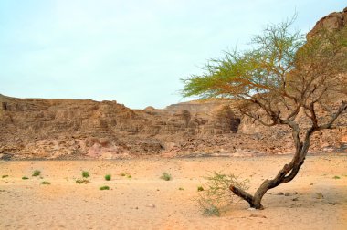 Egypt landscape