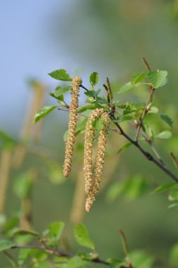 bir Birch genç broşürleri