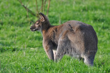 Kanguru bir çimenlerin üzerinde