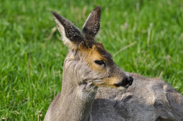 stock image Female of a deer on a grass