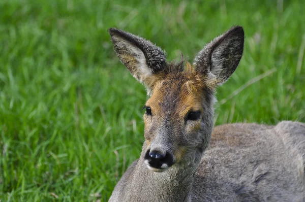 Dişi bir çim üzerinde bir geyik — Stok fotoğraf