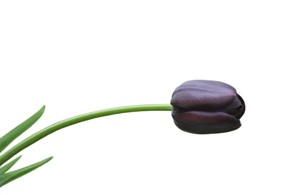 Černý Tulipán — Stock fotografie