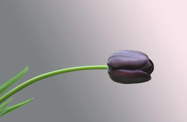 Black tulip — Stock Photo, Image