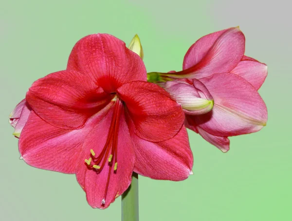 Flower Hippeastrum ( Amaryllis) — Stock Photo, Image