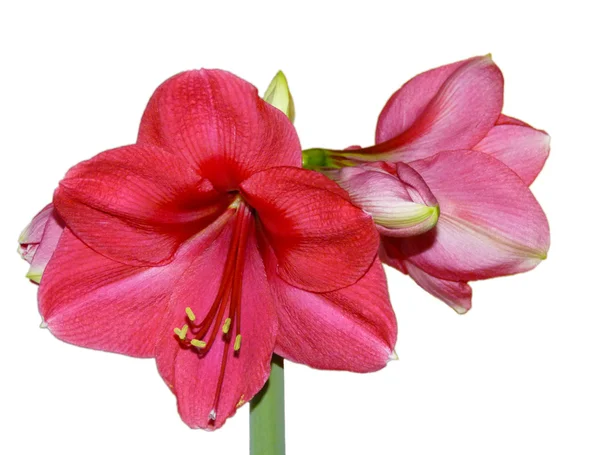 Flor Hippeastrum (Amarilis ) —  Fotos de Stock