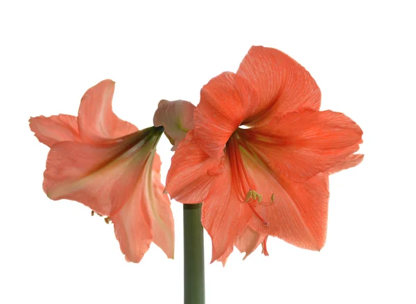 Flor Hippeastrum (Amarilis ) —  Fotos de Stock