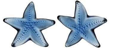 mavi deniz yıldızı hayvan