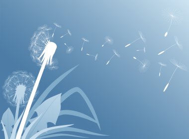 Dandelion clipart