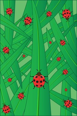 Ladybirds