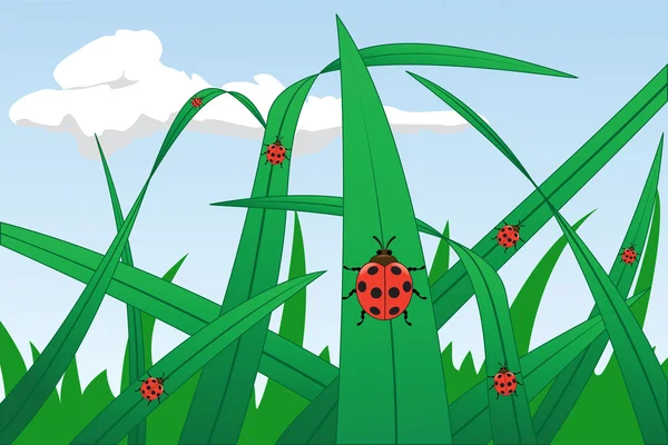 草地上的瓢虫 — 图库矢量图片