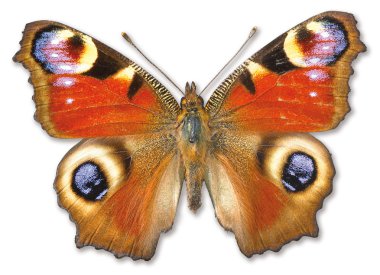 Beautiful butterfly,isolated on white with a clipping path clipart