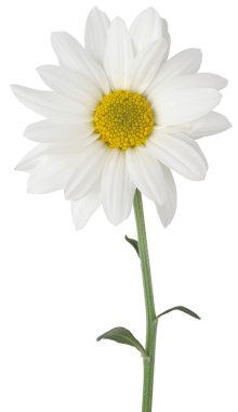 Kısmi kırpma yolu ile beyaz izole papatya çiçeği
